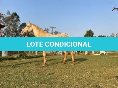 LOTE 016 - BUENO PEPPYS BOY LLB