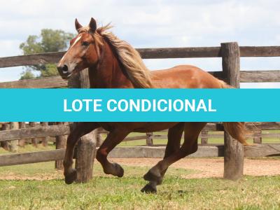LOTE 009 - GALANTE