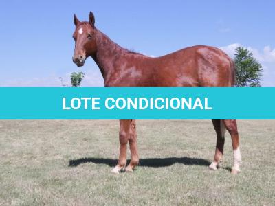 LOTE 017 - RAIMBOW KEYS JAY
