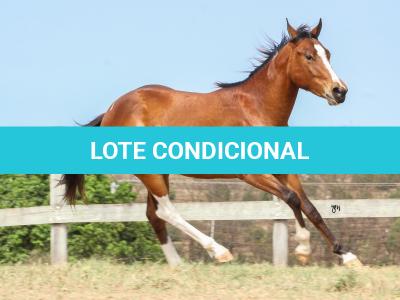 LOTE 010 - IRON POCO GUN YBJ