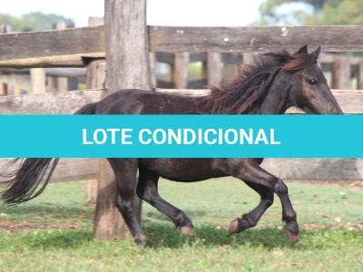 LOTE 005 - BLOCK