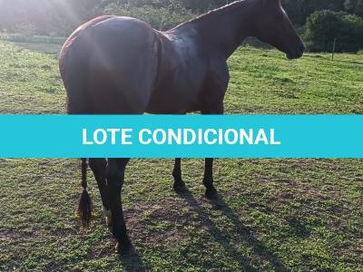 LOTE 019 - EMBRIÃO EFETIVADO - ALLOT PEP DUN IT x SUNSHINE REAL
