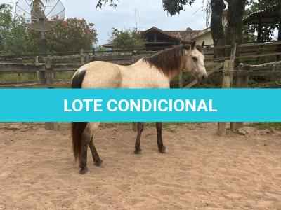 LOTE 021 - EMBRIÃO A EFETIVAR - ALICES GERRIE VT