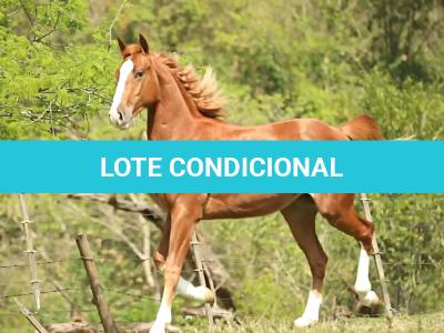 LOTE 012 - HELL BAYOU Z