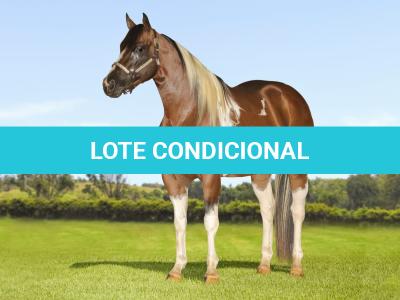 LOTE 013 - HILL TOPFLYER HSA