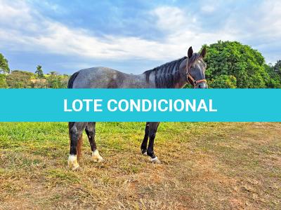 LOTE 013 - PEPTOBOONREY