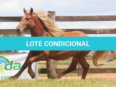 LOTE 009 - GALANTE