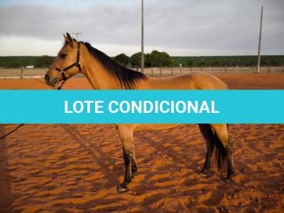 LOTE 014 - DAKOTA BARS LADY
