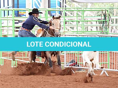 LOTE 019 - EMBRIÃO EFETIVADO - ALLOT PEP DUN IT x SUNSHINE REAL