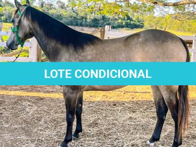 LOTE 004 - WIND PEROLA GUN
