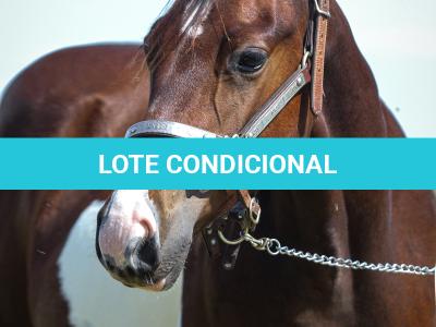 LOTE 006 - NAOMY TOP TOO CODY YBJ