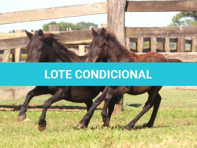 LOTE 018 - JUJUBA