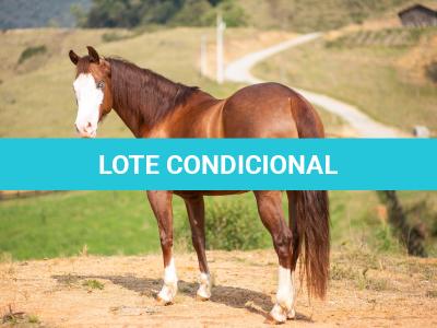 LOTE 002 - MIALENA GUN H2M (VENTRE LIVRE)