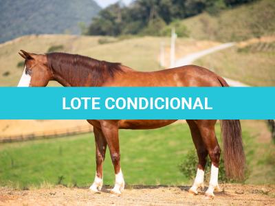 LOTE 002 - MIALENA GUN H2M (VENTRE LIVRE)