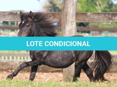 LOTE 020 - PRINCESA