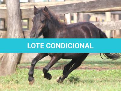 LOTE 005 - BLOCK