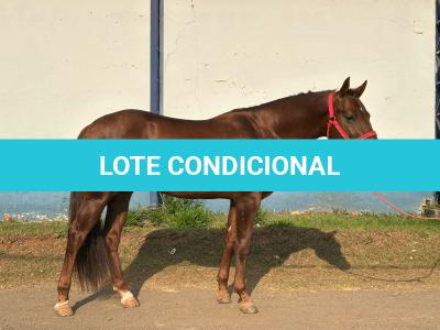 LOTE 005 - SPIRIT HANCOCK