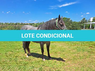 LOTE 013 - PEPTOBOONREY