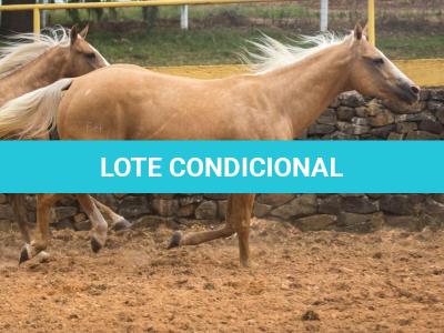 LOTE 016 - EXTRA DOS