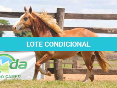 LOTE 014 - BRUTOS