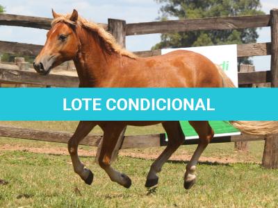 LOTE 015 - IMPERADOR