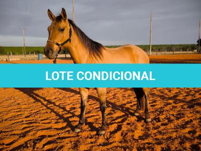 LOTE 014 - DAKOTA BARS LADY
