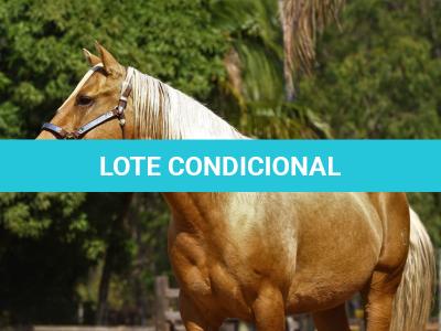 LOTE 020 - EMBRIÃO A EFETIVAR - ALLOT PEP DUN IT x DOURADA DOUBLE
