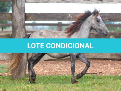 LOTE 003 - CAQUI