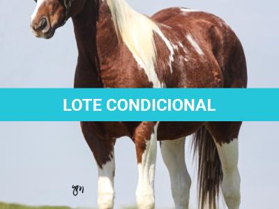 LOTE 008 - ROVER TARI CAT YBJ