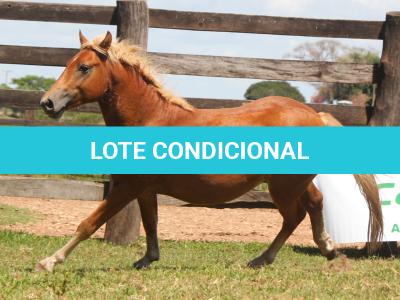 LOTE 015 - IMPERADOR