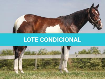 LOTE 006 - NAOMY TOP TOO CODY YBJ