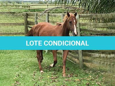 LOTE 008 - DYNA ROOSTER
