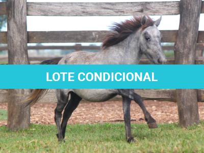 LOTE 003 - CAQUI