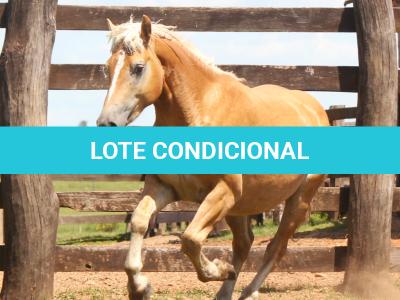 LOTE 004 - TIÃOZINHO