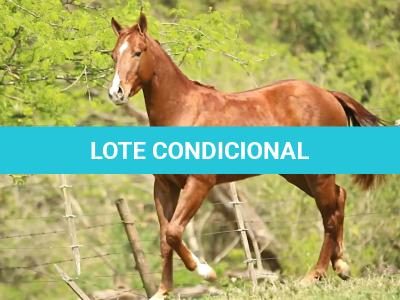 LOTE 014 - BEST POP CHEX Z