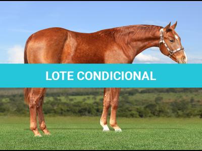 LOTE 014 - BEST POP CHEX Z