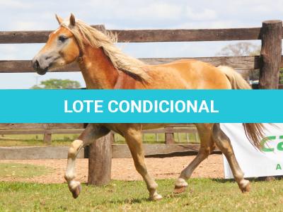 LOTE 002 - CHAPECÓ