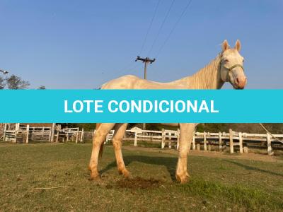 LOTE 016 - BUENO PEPPYS BOY LLB