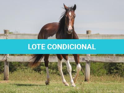 LOTE 006 - NAOMY TOP TOO CODY YBJ