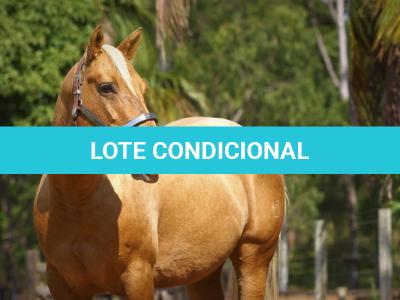 LOTE 020 - EMBRIÃO A EFETIVAR - ALLOT PEP DUN IT x DOURADA DOUBLE