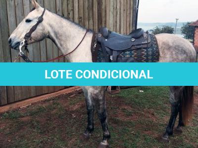 LOTE 001 - BLOND ME A SHINE
