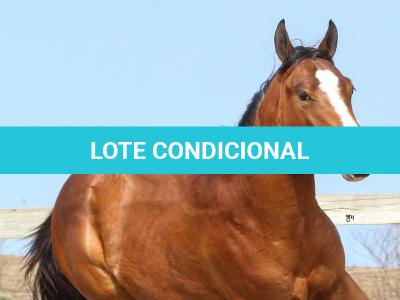 LOTE 010 - IRON POCO GUN YBJ