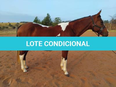 LOTE 013 - HILL TOPFLYER HSA