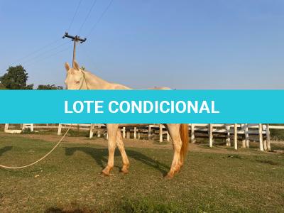 LOTE 016 - BUENO PEPPYS BOY LLB