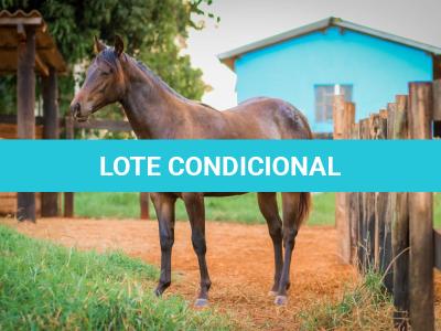 LOTE 005 - MAYA FLING STARLIGHT