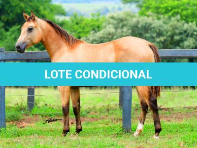 LOTE 007 - SHINER LITTLE CIELO