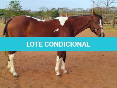 LOTE 013 - HILL TOPFLYER HSA