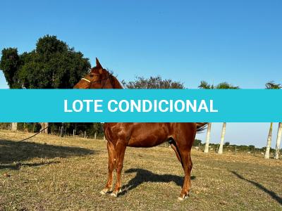LOTE 014 - HYDRIVE BOY