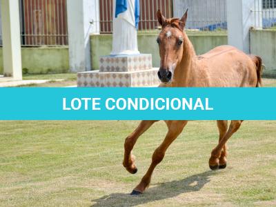 LOTE 009 - MAMA ZORRERO KEYS