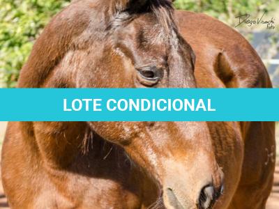 LOTE 015 - EMBRIÃO A EFETIVAR INGRA JAY